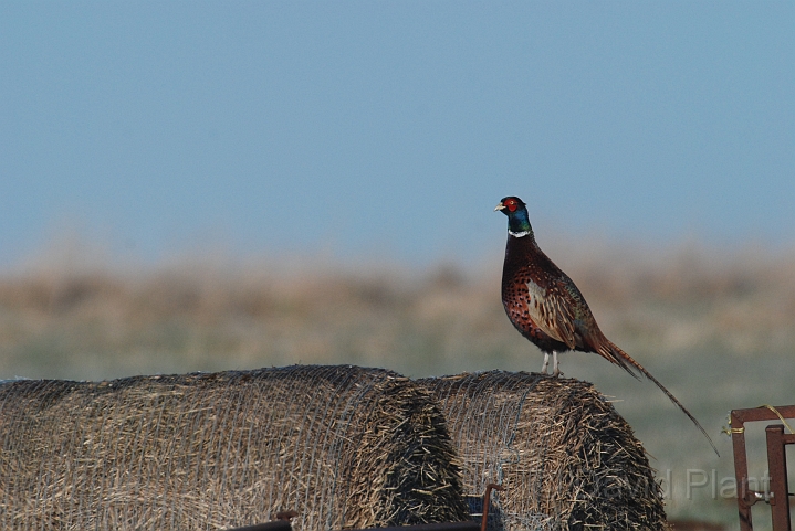 Pheasant on bails - A.JPG - Pheasant on bails - Gloucestershire
